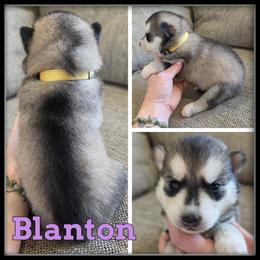 Blanton - Gray and white female Siberian Husky puppy in Merrill, Michigan from Haase Family Kennels