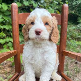 Tigger - Tri-color male Australian Labradoodle puppy in Eastover, North Carolina from Joyful Hearts Australian Labradoodles