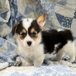 Gemma - Black and tan female Pembroke Welsh Corgi puppy in Washington, Arkansas from Foxy Knoll Farm