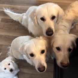 Golden Retriever puppies from Lakeshore Goldens FXBG