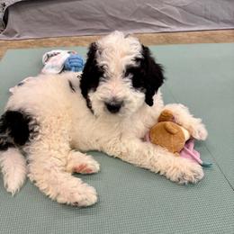 Sully - Black and white male Bernedoodle puppy in Williamston, South Carolina from Sassy Bob’s Dogs