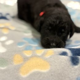 Goldendoodle and Poodle Puppies from Southern Stroll Poodles & Doodles