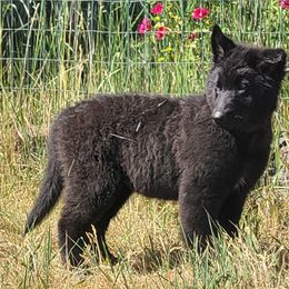 Girl - Black female Belgian Sheepdog puppy in Green Bluff, Washington from Clawson Belgians