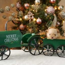 Macaroon - Orange female Pomeranian puppy in Bethel, Ohio from J&A Poms