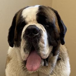 Kuba - Saint Bernard