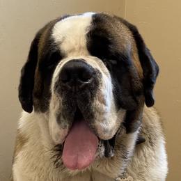 Kuba - Saint Bernard