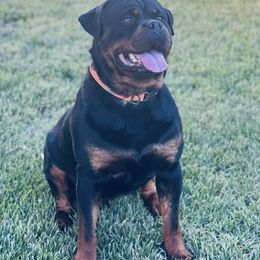 Rottweilers from Sinking Fork Rottweilers