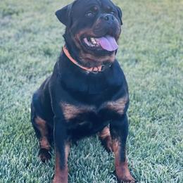 Rottweilers from Sinking Fork Rottweilers