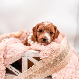 Elk - Red female Cavapoo puppy in Idaho Falls, Idaho from Freckle Paw Family