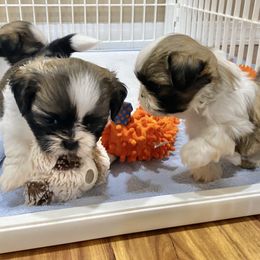 Shih Tzu Puppies from Willow Lane Shih Tzus