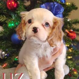 Luz - Blenheim female Cavalier King Charles Spaniel puppy in Rockville, Maryland from Skais the Limit Cavaliers