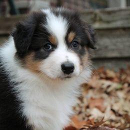 Girl 1 "Poppy Seed" - Black Australian Shepherd puppy in Manhattan, Kansas from Dockside Australian Shepherds