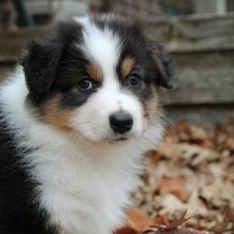 Girl 1 "Poppy Seed" - Black Australian Shepherd puppy in Manhattan, Kansas from Dockside Australian Shepherds