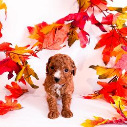 Ms Orange - Red  female Goldendoodle puppy in Kissimmee, Florida from Poodle Doodle Kennels