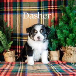 DASHER - Black tri male Miniature American Shepherd puppy in Puyallup, Washington from TRAILS END (FERGI’S) GEMINI