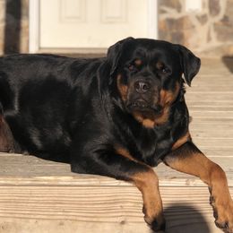 Neveah  - Rottweiler