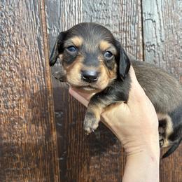 Gravy - Wild boar male Dachshund puppy in Dobson, North Carolina from Oakleys Dachshund Haven