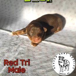 Umar - Red tri male Miniature Australian Shepherd puppy in Jaroso, Colorado from Heaven Sent Aussies