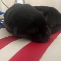 Valor-blue collar - Black and red male German Shepherd puppy in Ronan, Montana from Semper Fi K9 Montana