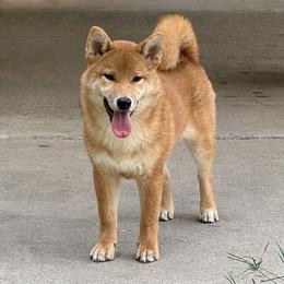 Kenzo - Red male Shiba Inu puppy in Houston, Texas from Sakura Blossom Shibas