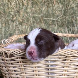 Blaze AKC - Red tri-color male Australian Shepherd puppy in Polk City, Florida from Skaky Shepherds