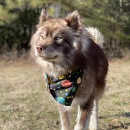 Russo - Siberian Husky