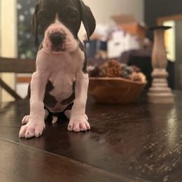 Pending - Mantle female Great Dane puppy in Cadillac, Michigan from Garrow Danes House of Blues
