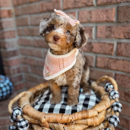 Islay Rose - Chocolate merle female Bernedoodle puppy in Fleming Island, Florida from Island Doodles