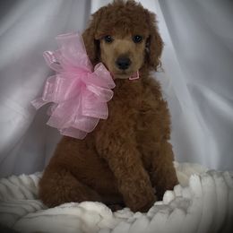 Poodle Puppies from Prissy Pants Poodles LLC