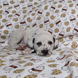 Honey Bun- Pink - White and black female Dalmatian puppy in Claremore, Oklahoma from Lotsofdots Dalmatians