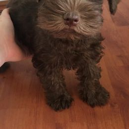 Miniature Schnauzer Puppies from Apples schnauzers