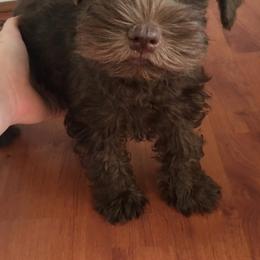 Miniature Schnauzer Puppies from Apples schnauzers