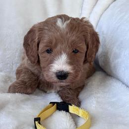 Zoe (Yellow collar girl) - Red  female Goldendoodle puppy in Skamokawa, Washington from East Valley Pups