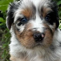 Blue - Blue merle male Australian Shepherd puppy in La Porte City, Iowa from KDL Homestead