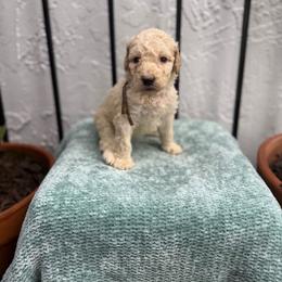 Eggs - Cream female Goldendoodle puppy in Atlantic Beach, Florida from Glamorous Golden Doodles