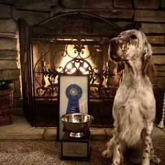 Tesla  - English Setter