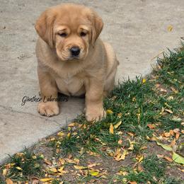 Female 2 - Yellow female Labrador Retriever puppy in Utah County, Utah from Günther Labradors