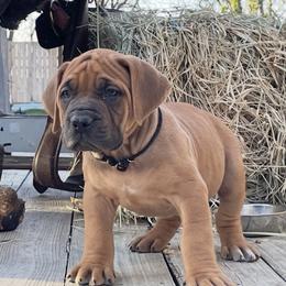 Solid confident stout female - Reddish brown female Boerboel puppy in Mansfield, Texas from Dynasty Blue Ridge Boerboel