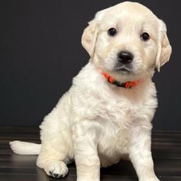 Charizard - Orange - Golden male Golden Retriever puppy in Salt Lake City, Utah from Soaring golden retrievers