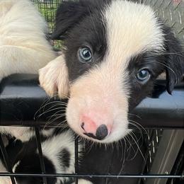 Tripp - Male - Black and white male Border Collie puppy in Avery, Texas from Willa Creek Border Collies