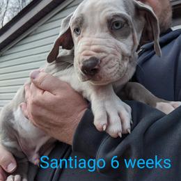 Great Dane Puppies from F&B Kennels