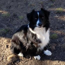 Belle - Black & white female Miniature American Shepherd puppy in Springfield, Missouri from Sunrock Kennel