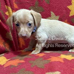Cream Female Smooth Coat Purple Collar - Cream female Dachshund puppy in Cleveland, Tennessee from Kelly's Doxie Farm