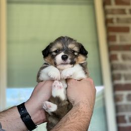 Pembroke Welsh Corgi Puppies from 3B Corgis