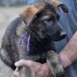 Violet Girl 3 - Sable female German Shepherd puppy in Lake George, Colorado from High Country German Shepherds