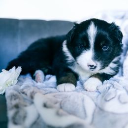 Delta - Black tri female Miniature American Shepherd puppy in Verdi, Nevada from EverSummer Minis