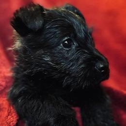 Scottish Terrier Puppies from Kimball Kennels