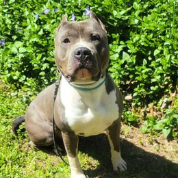 Sparkplug - American Staffordshire Terrier