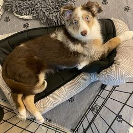 Australian Shepherd and Miniature Australian Shepherd Puppies from Integrity Aussies Tx