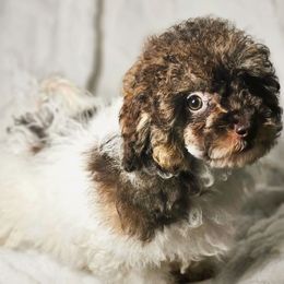 Trundle - Parti male Poodle puppy in Maplewood, New Jersey from Poos&Bulls Keepsake